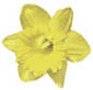 daffodil.gif