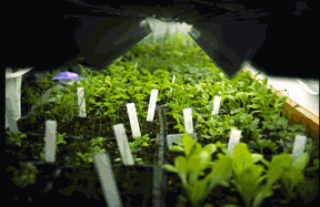Seedling light, growing seedlings