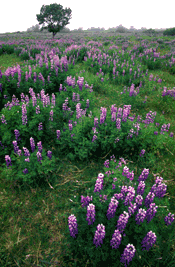 Vertical lupine