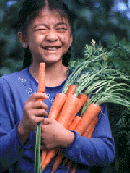 organic carrots, organic vegetable gardening
