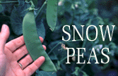 snow peas
