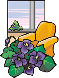 African violet care