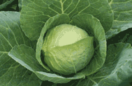 Cabbage, Primax, Johnny's