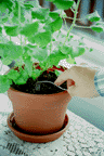 Image of 'tickling' soil on house plant with fork