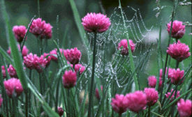 growing herbs