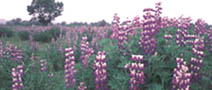 Lupine