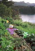 Kodiak Island garden