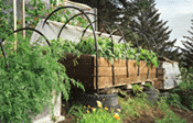 raised beds