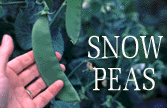 Snow peas