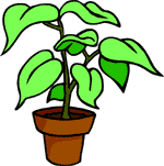 healthy houseplant